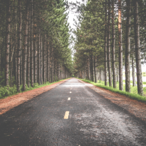 road through a forest