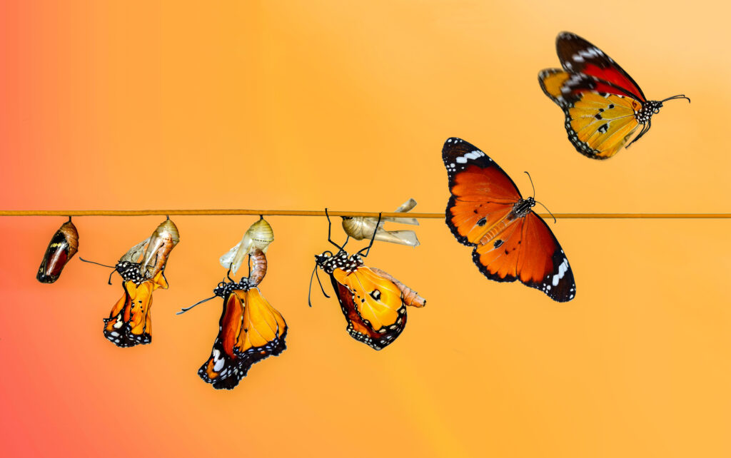 Butterfly lifecycle